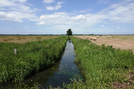 Naturschutzgebiet Dümmer