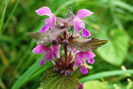 Gefleckte Taubnessel Lamium maculatum