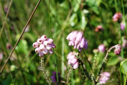 Gemeine Glockenheide Erica tetralix