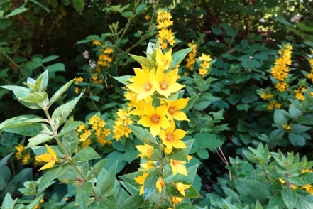 Getuepfelter Gilbweiderich Lysimachia punctata