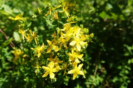 Johanniskraut Hypericum