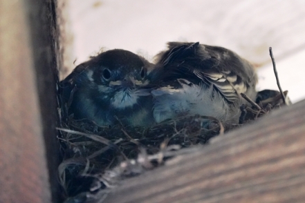 Jungvoegel Nest