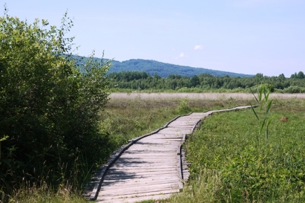 Landschaft Grosses Torfmoor