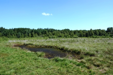 Landschaft Grosses Torfmoor