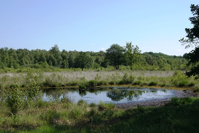 Landschaft Grosses Torfmoor