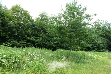 Naturpark Solling Vogler Waldrand