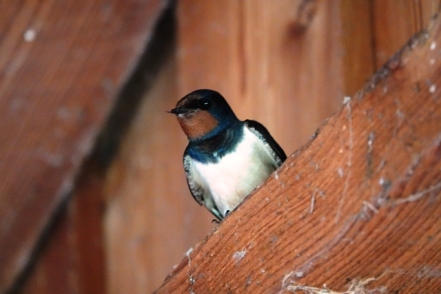 Rauchschwalbe (Hirundo rustica)