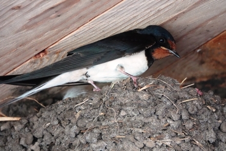 Rauchschwalbe Hirundo rustica