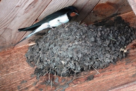 Rauchschwalbe Hirundo rustica