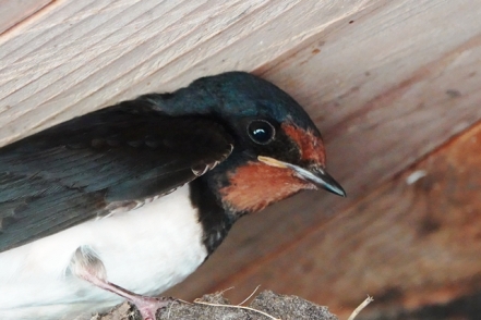 Rauchschwalbe Hirundo rustica