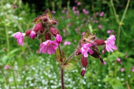 Rote Lichtnelke Silene dioica