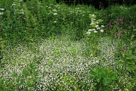Sternmiere Stellaria graminea