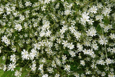 Sternmiere Stellaria graminea
