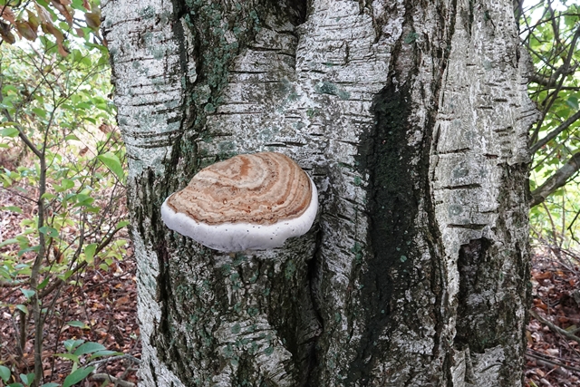 Theikenmeer Baumpilz