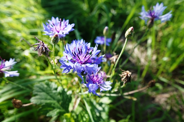 Kornblume
