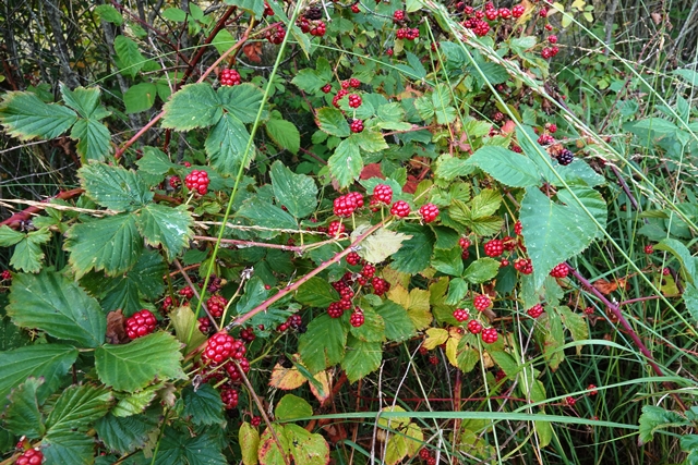 Theikenmeer Brombeeren