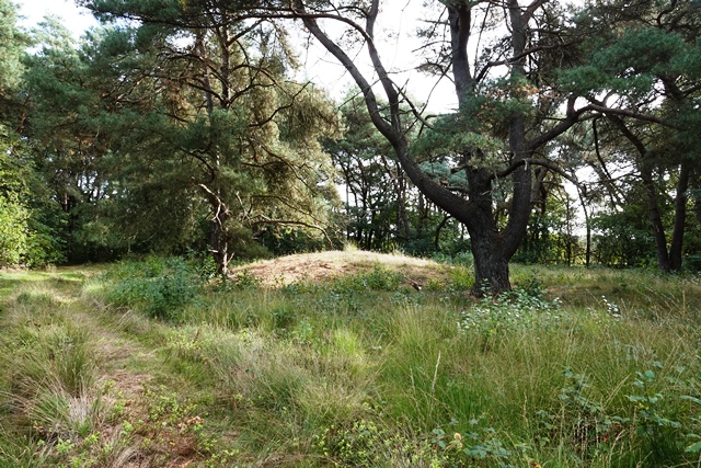 Grabhügelfeld in den Dünentannen