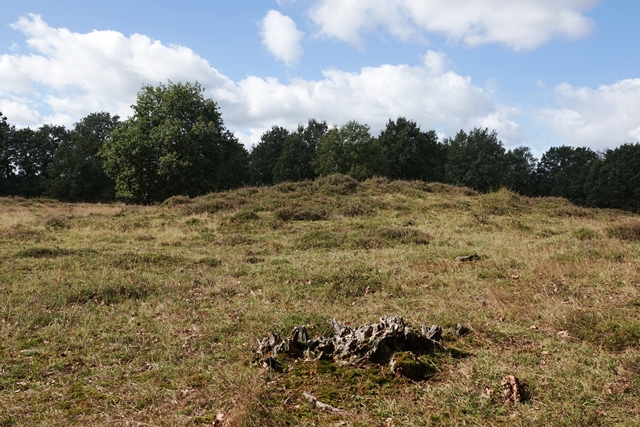 Hügelgräberheide Mansenberge