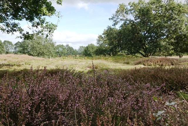 Hügelgräberheide Mansenberge