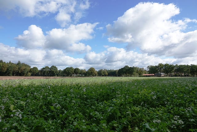 Feld Ackerrettich Hümmling