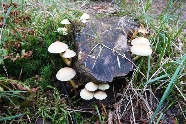 Pilze am Wegesrand