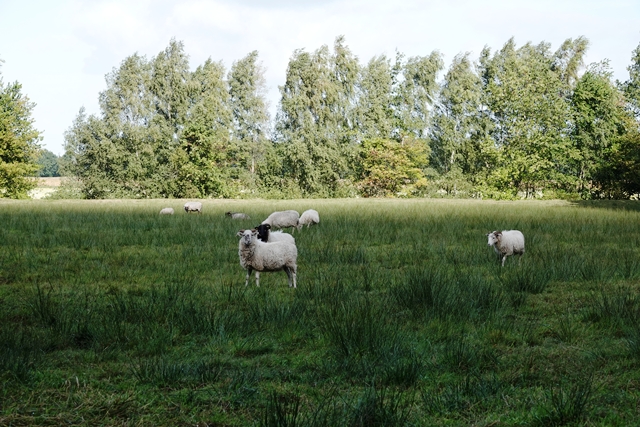Moor-Infopfad Esterwegen Meermoor