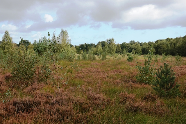 Moor-Infopfad Esterwegen Meermoor
