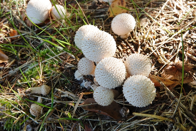 Pilz Flaschenstäubling