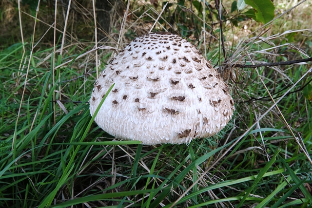 Parasol Pilz Riesenschirmling