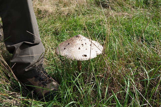 Pilz Gemeiner Riesenschirmling