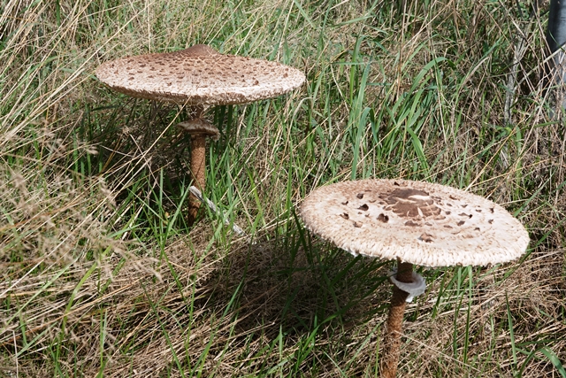 Pilz Gemeiner Riesenschirmling