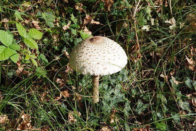 Pilz Riesenschirmling