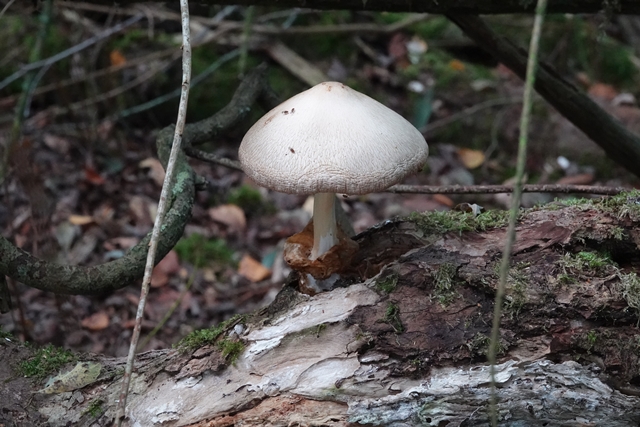 Theikenmeer Pilz Wolliger Scheidling