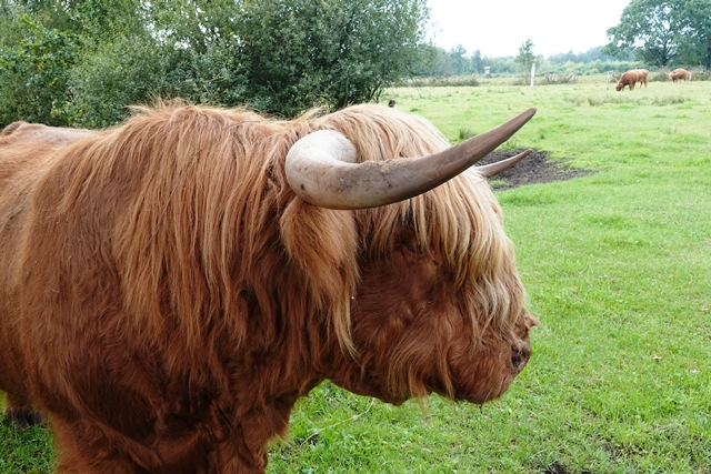Schottisches Hochlandrind
