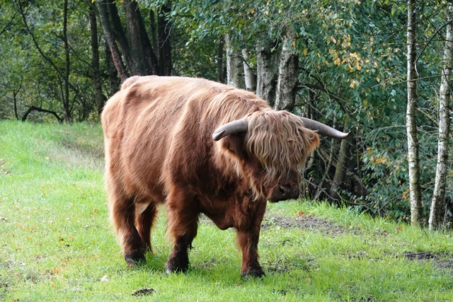 Schottisches Hochlandrind