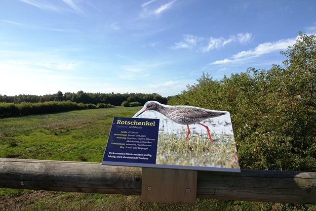 Theikenmeer Feuchtwiese