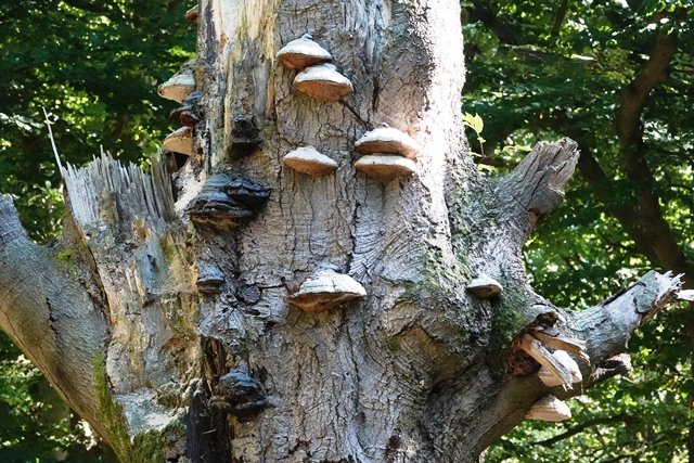 Tinner Loh Baum mit Pilzen