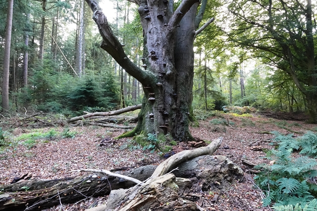 Tinner Loh Hutebaum mit Pilzen