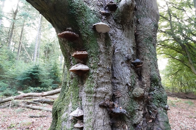 Tinner Loh Hutebaum mit Pilzen