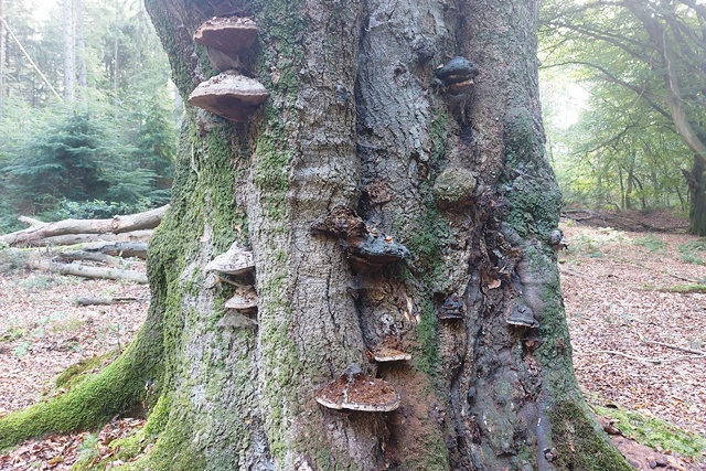 Tinner Loh Hutebaum mit Pilzen