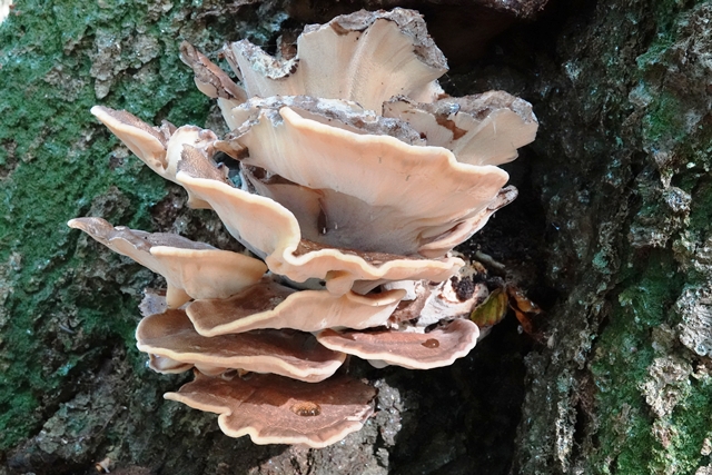 Tinner Loh Pilz an Hutebaum