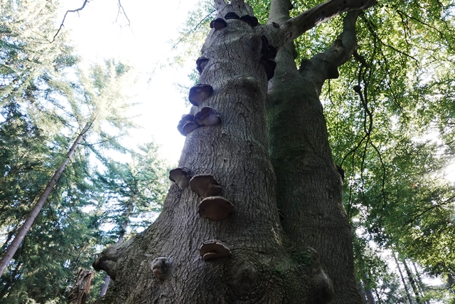 Tinner Loh Hutebaum mit Pilzen