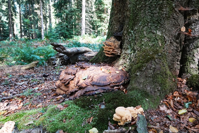 Tinner Loh Hutebaum mit Pilzen
